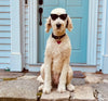Dog wearing sunglasses sitting on a doorstep in front of a blue door.